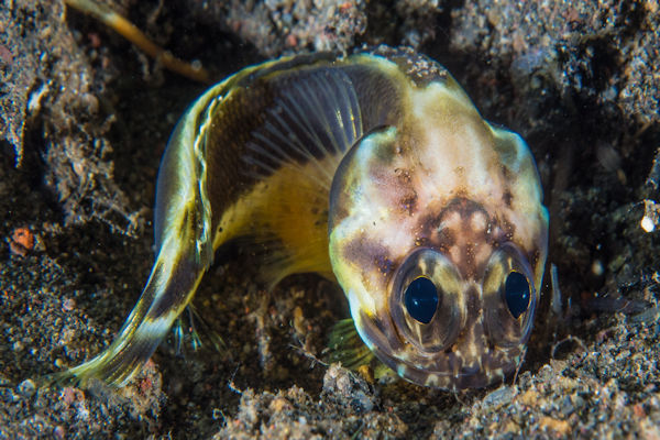 Stalix histrio, Harlequin Jawfish or Black-marble Jawfish